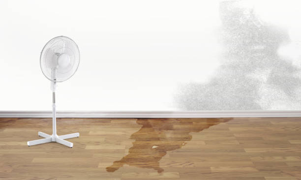 Best Carpet water damage restoration  in Hickory, NC